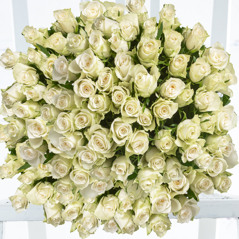 100 White Roses | Roses Bouquet | Next Day Flower Delivery | Appleyard London