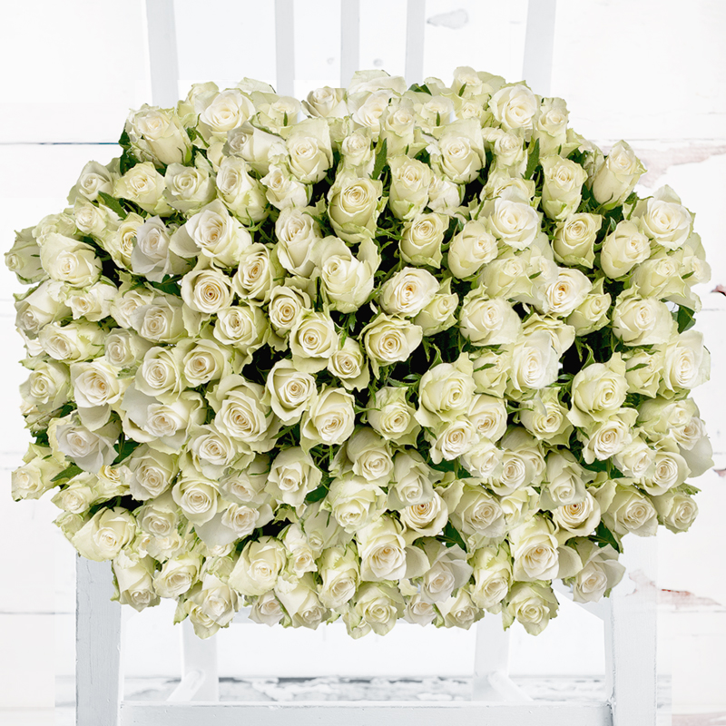 200 White Roses - Roses Flower Bouquet - Next Day Flower & Gift Delivery UK - Appleyard London