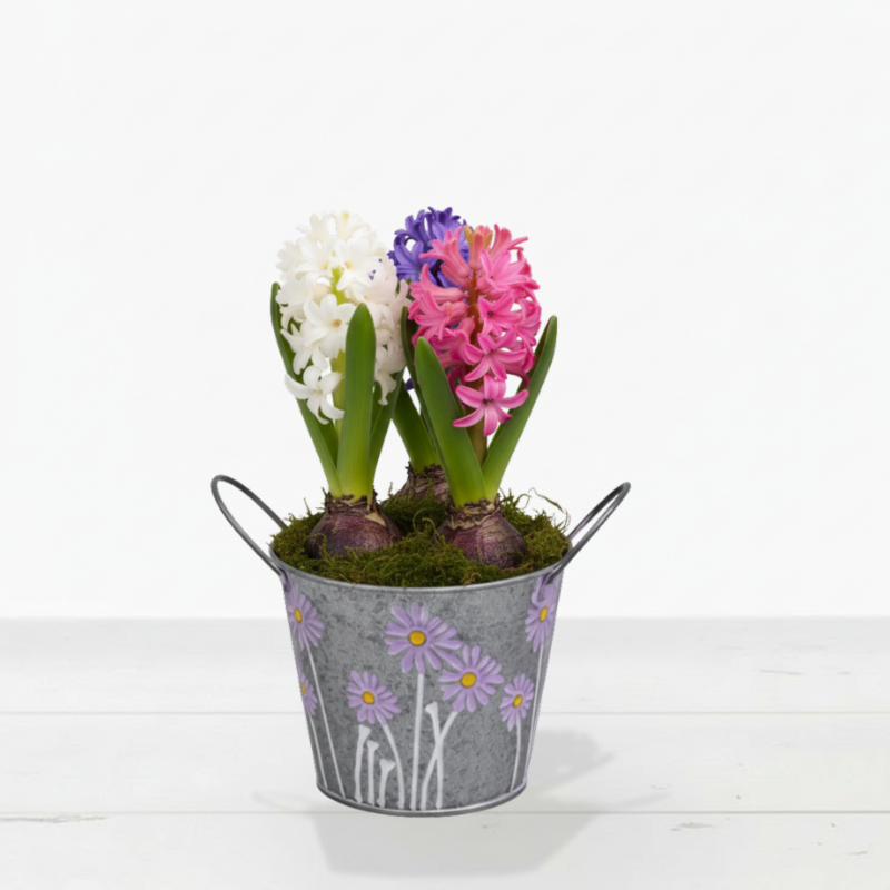 Mixed Hyacinth Bulbs In Zinc Pot - Gift Idea - Next Day Plant Delivery UK - Appleyard London