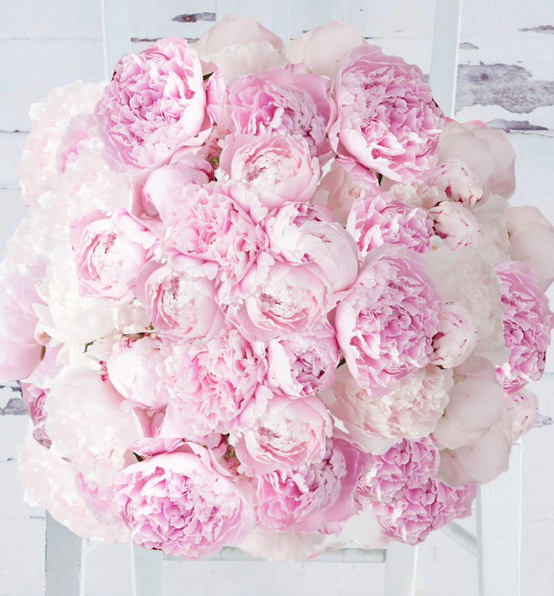 50 Pink Peonies - Summer Flowers - 50 Pink Peonies Flower Bouquet - Next Day Flower Delivery UK - Peonies Delivered - Next Day Flower & Gift Delivery