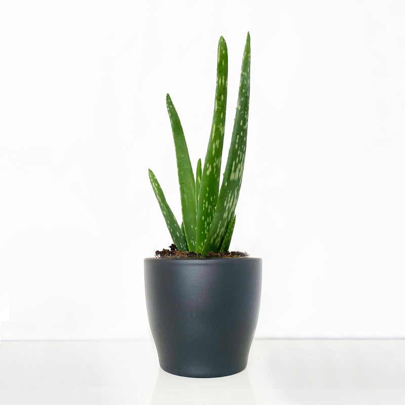 Aloe Vera in a Pot image