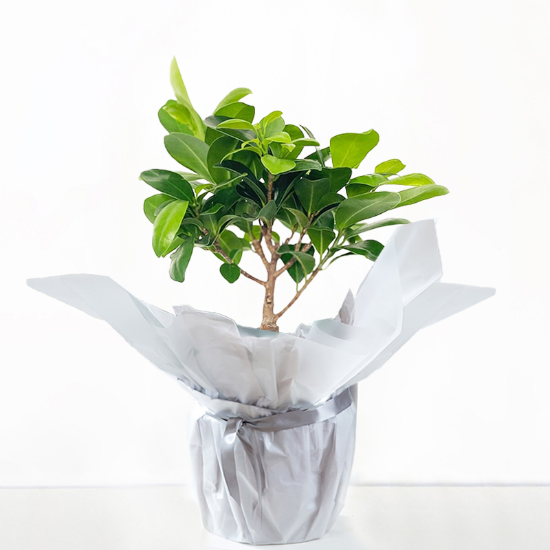 Gift Wrapped Ficus Ginseng Bonsai Plant - Dark Green - Gift Idea - Next Day Plant Delivery UK - Appleyard London