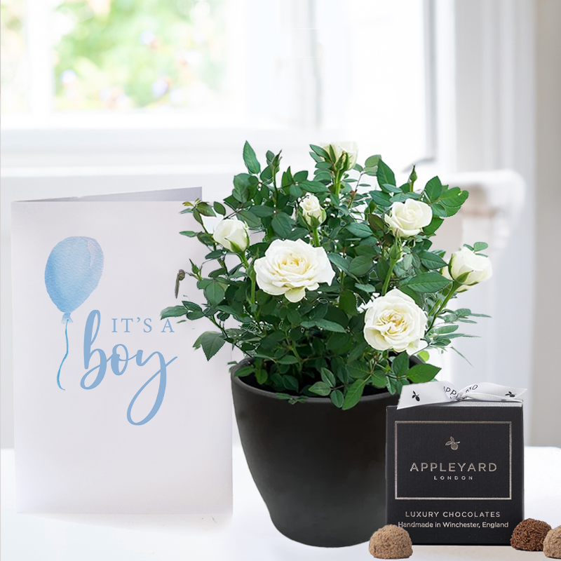 White Rose Plant in Pot, 12 Truffles & Baby Boy Card - Next Day Flower & Gift Delivery UK - Appleyard London - white - Next Day Plant & Gift Delivery