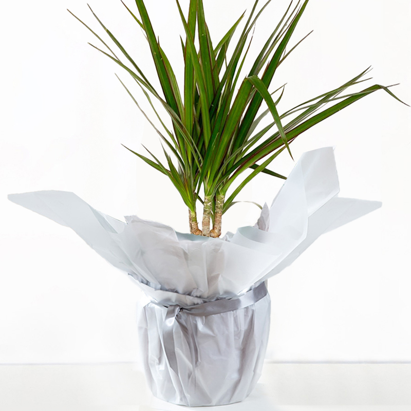 Gift Wrapped Dracaena Marginata image