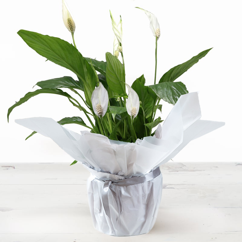 Peace lily Plant in A Pot | Gifts to Truly Wow by Appleyard | UK Next Day Delivery