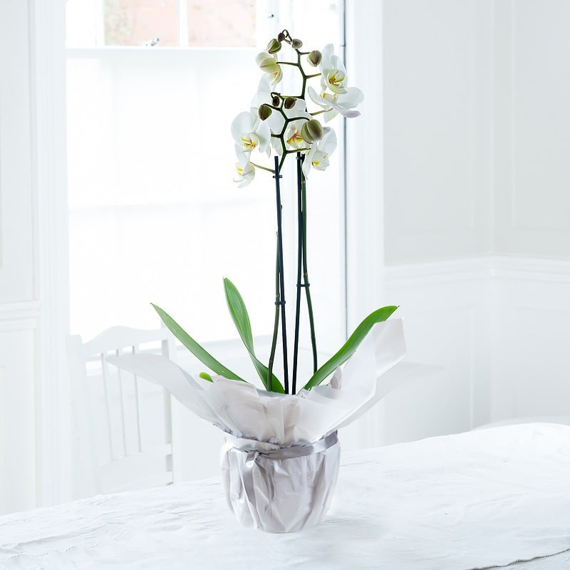 Double Stem White Orchid in Pot - House Plant - 55cm White Phalaenopsis Orchid - Orchid Plants - Orchids - white - Next Day Plant Delivery UK -