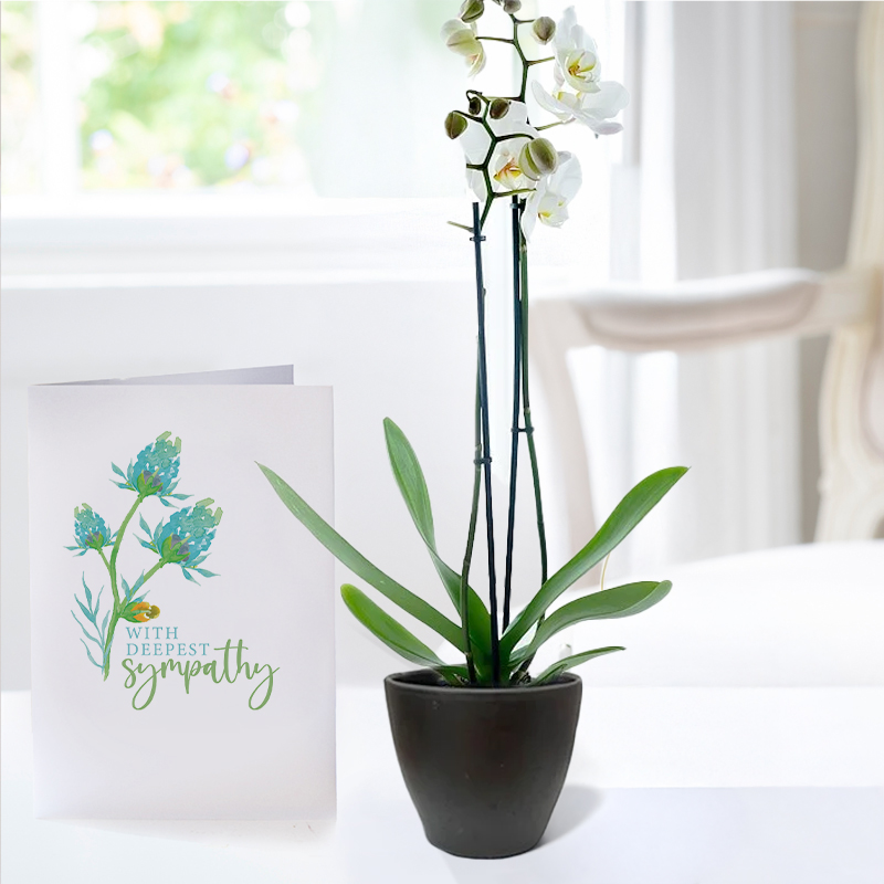 Double Stem White Orchid in Pot & Sympathy Card