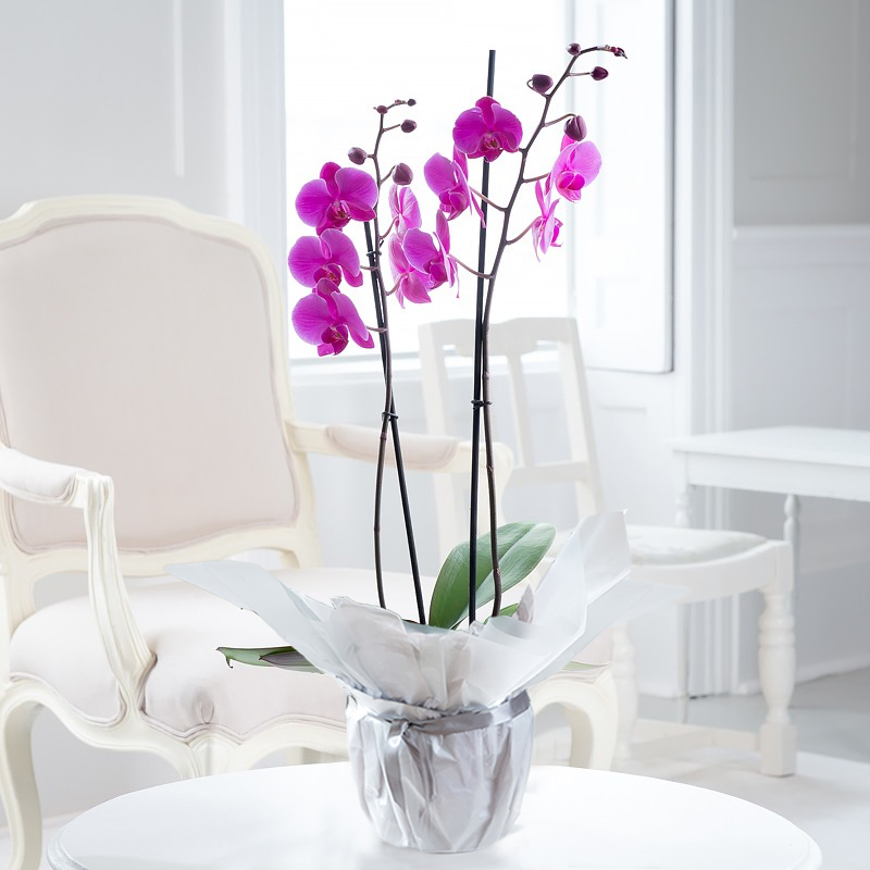 Double Stem Pink Orchid in Pot - House Plant - 55cm Pink Phalaenopsis Orchid - Orchid Plants - Orchids - pink - Next Day Plant Delivery UK - Appleyard