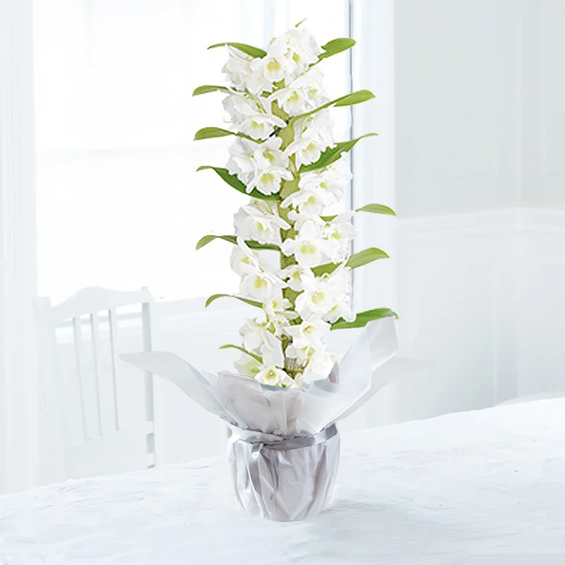 White Scented Dendrobium Orchid In Pot - House Plant - 50cm Orchid House Plant - Indoor Orchid Plant - white - Next Day Plant Delivery UK - Appleyard