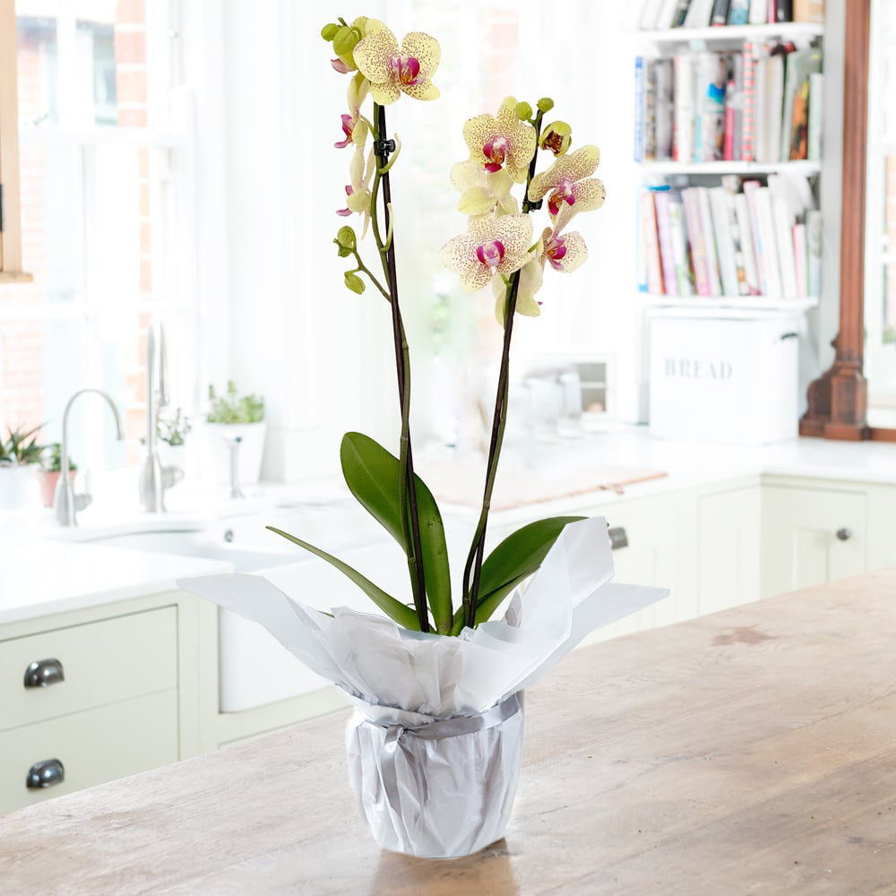 Yellow Phalaenopsis Orchid in Ceramic Pot - 50cm Florida Sun Orchid House Plant - Indoor Orchid Plants - - yellow - Next Day Plant Delivery UK -