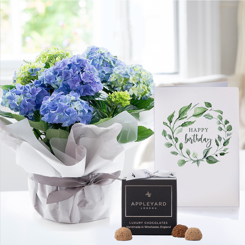 Gift Wrapped Blue Hydrangea Plant, 12 Truffles & Birthday Card image