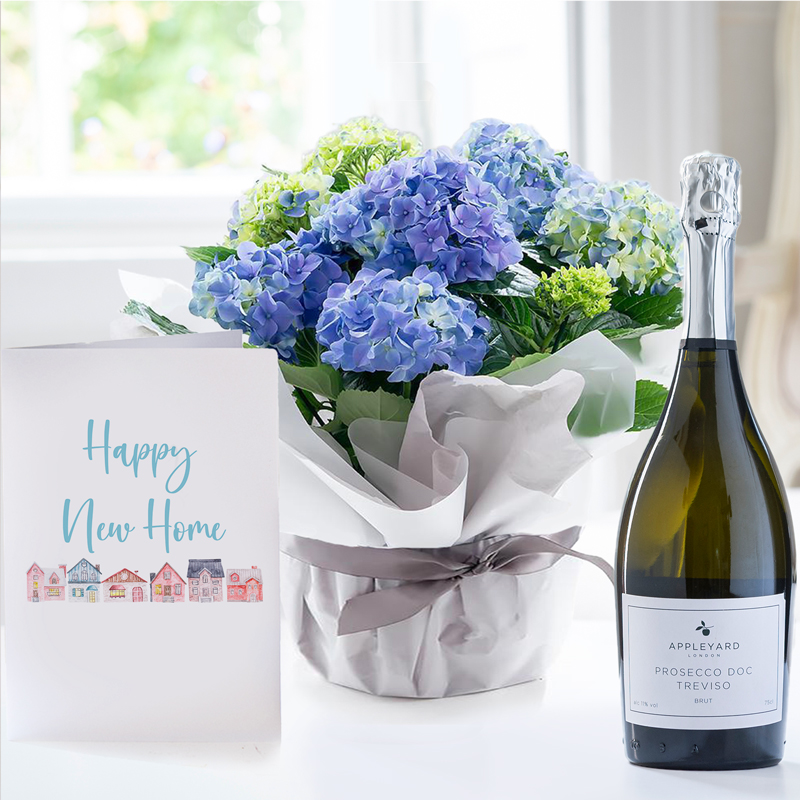 Gift Wrapped Blue Hydrangea Plant, Appleyard Prosecco & New Home Card image