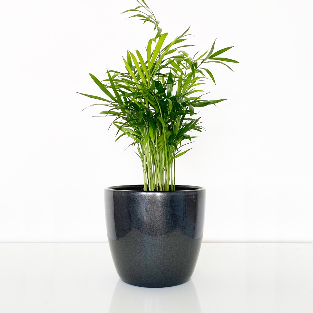 Parlour Palm in a Pot image