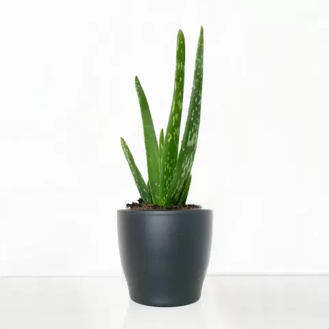 Aloe Vera in a Pot