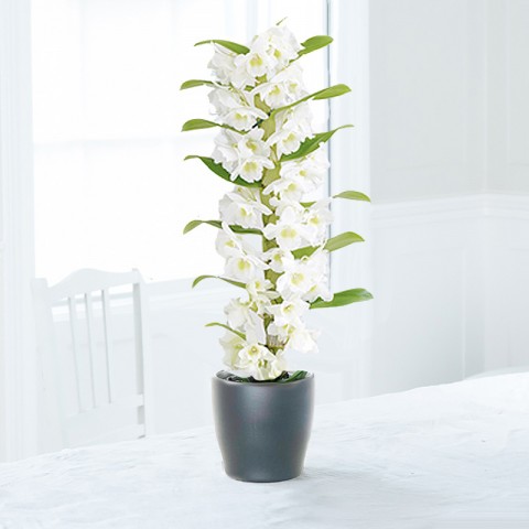 White Scented Dendrobium Orchid In Pot
