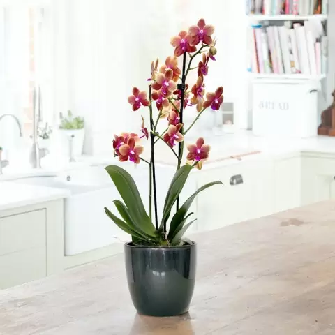 The Florida Sunset Orchid in a Pot