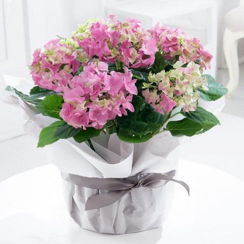 Gift Wrapped Pink Hydrangea Plant