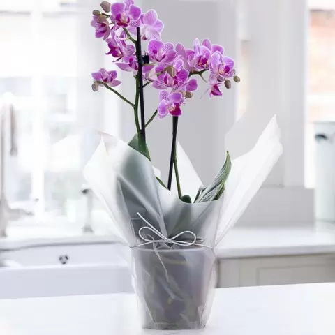 Gift Wrapped Mini Pink Orchid