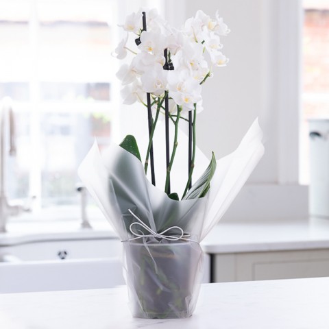 Gift Wrapped Mini White Orchid