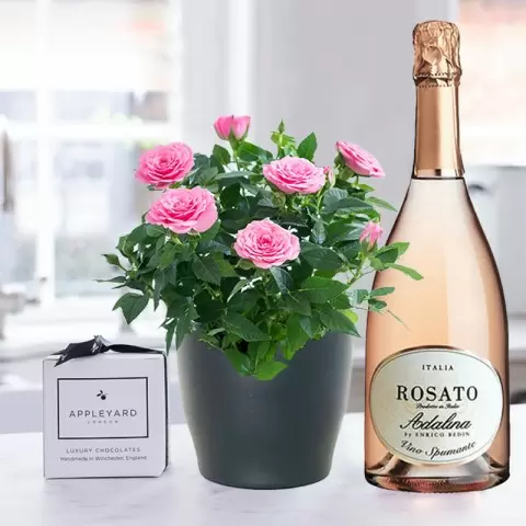 Pink Rose Plant, Prosecco Rosé & 6 Mixed Truffles