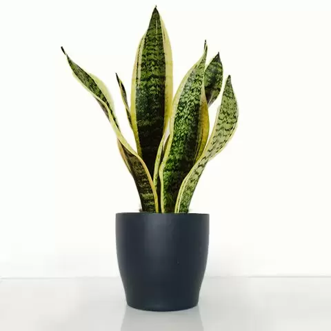 Snake Plant in a Pot