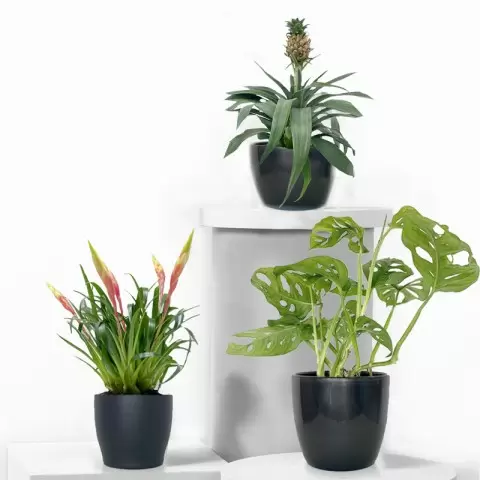 Tropical Plant Trio with Pots