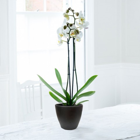 White Orchid In Pot