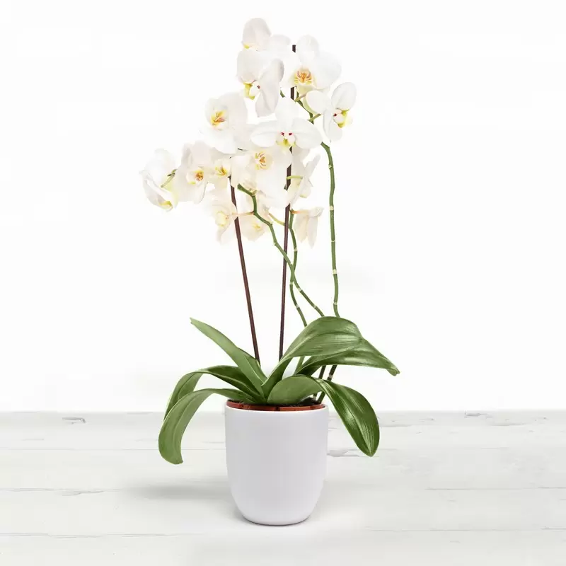 Cambridge Phalaenopsis Orchid in a White Pot