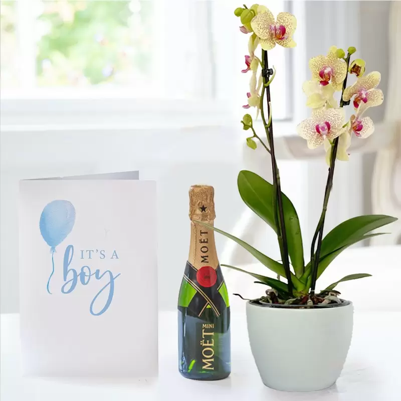Florida Sunset Orchid in Pot, Mini Moet & Baby Boy Card