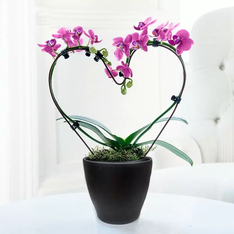 Pink Heart Shaped Orchid