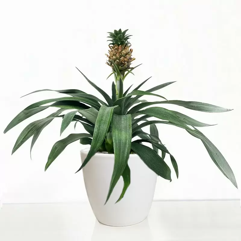 Pineapple Plant in a Pot