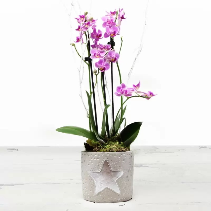 Pink Orchid in a Star Pot