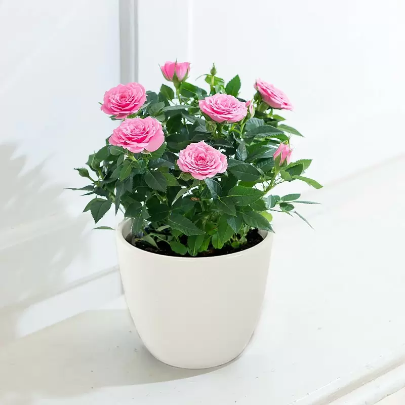 Pink Rose Plant in a Pot