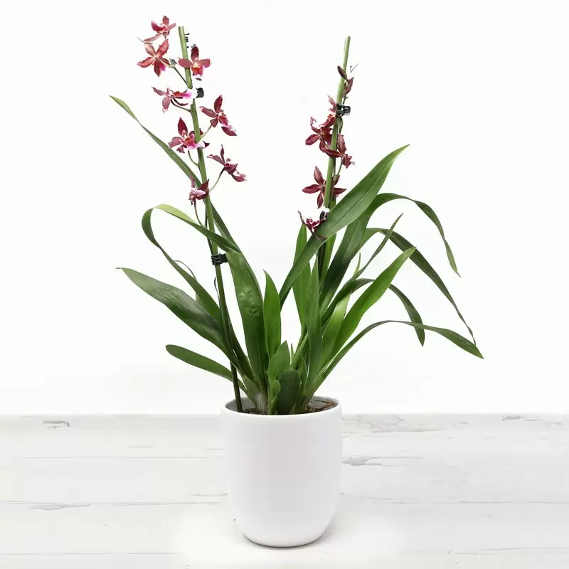 Red Cambria Orchid in a White Pot