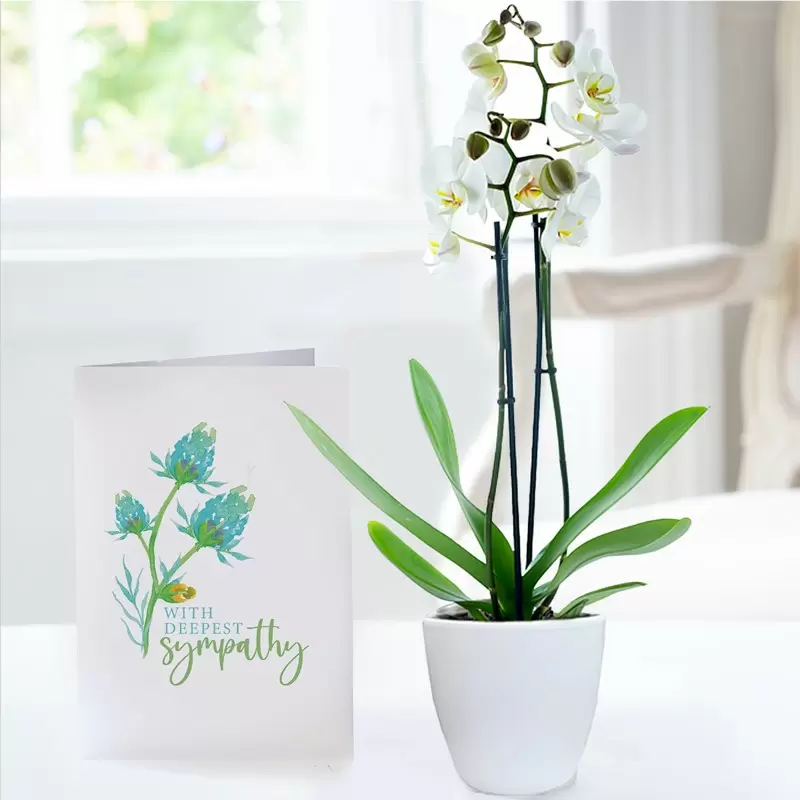 Double Stem White Orchid in Pot & Sympathy Card
