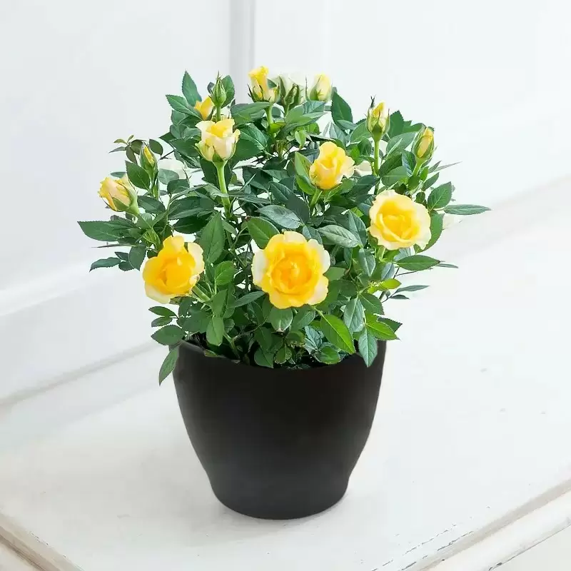 Yellow Rose Plant in a Pot
