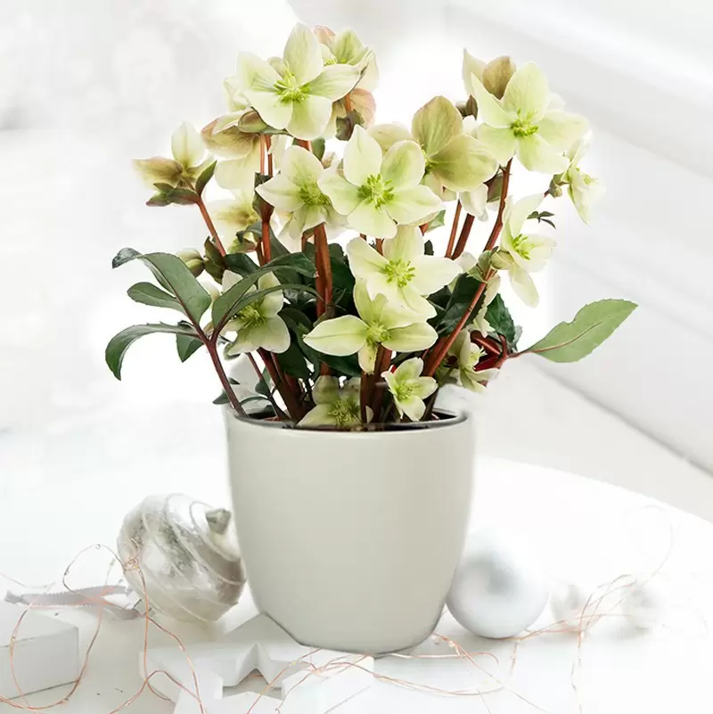 Hellebore Plant in A Pot