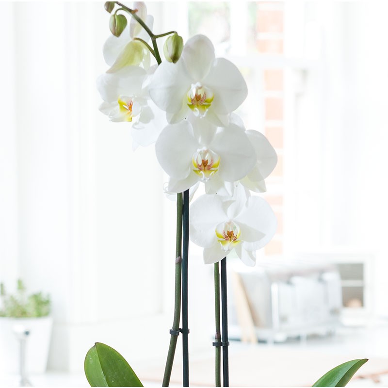 Gift Wrapped White Phalaenopsis Orchid Orchid Shop By Plant Plants