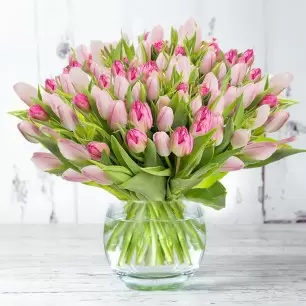 100 Mother's Day Pink Tulips