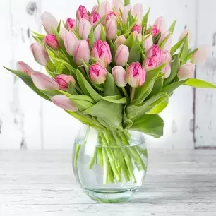 50 Pink Tulips