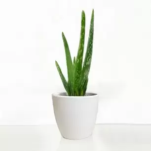 Aloe Vera in a Pot