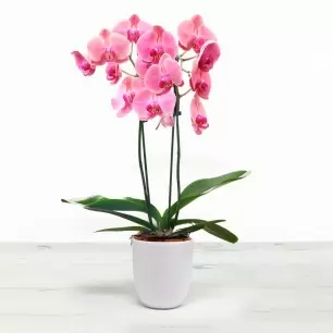 Asian Coral Phalaenopsis Orchid in a White Pot