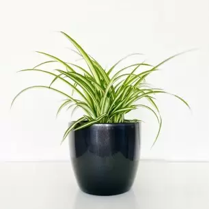 Spider Plant in a Pot
