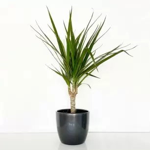 Dracaena marginata House Plant in a Pot