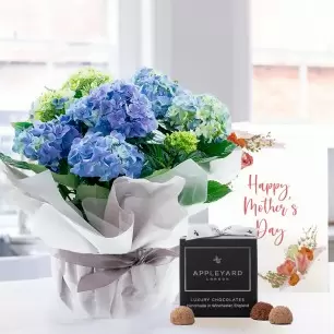 Gift Wrapped Blue Hydrangea, 12 Mixed Truffles & Mother's Day Card