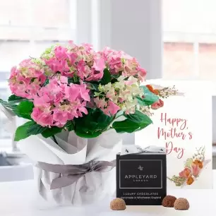 Gift Wrapped Pink Hydrangea Plant, 12 Mixed Truffles & Mother's Day Card