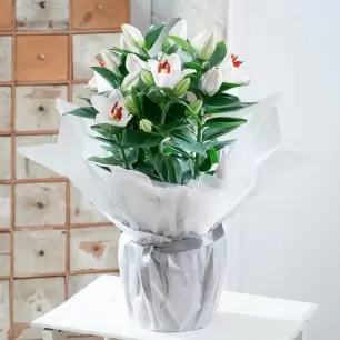 Gift Wrapped White Lily Plant