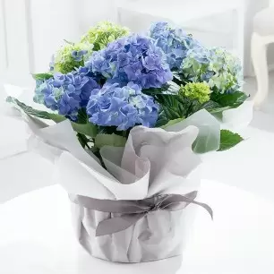 Gift Wrapped Blue Hydrangea Plant