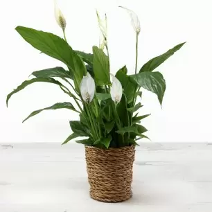 Peace Lily in a Basket