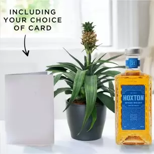 Pineapple Plant in a Pot, Hoxton Spiced Whiskey & Gift Card